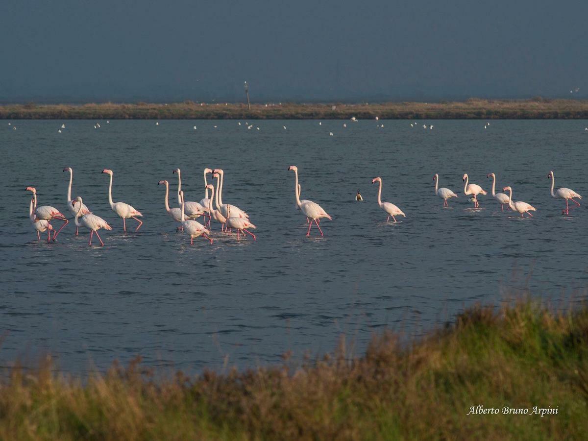 Cervia Marina Suite ภายนอก รูปภาพ